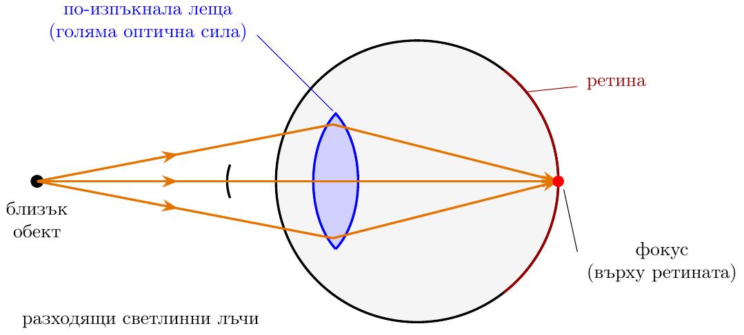 Диаграма, илюстрираща как окото фокусира при гледане на близко разстояние. Покажете опростена схема на очна ябълка в напречен разрез, ориентирана хоризонтално. Отляво, три разходящи светлинни лъча, разположени симетрично спрямо централна оптична ос, навлизат в окото. Те преминават през по-дебела и по-изпъкнала (биконвексна) очна леща, разположена в предната част на окото. Лещата пречупва светлинните лъчи, така че те се събират в една фокусна точка, която е разположена точно върху задната извита повърхност на ретината. Светлинните лъчи са изобразени като прави линии със стрелки, показващи посоката на разпространение отляво надясно.