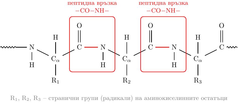 Схематично представяне на хоризонтална част от полипептидна верига, съставена от поне три аминокиселинни остатъка, свързани помежду си чрез пептидни връзки. Веригата да започва и завършва с вълнообразни линии, символизиращи продължението. Основната верига да е представена като поредица от свързани атоми в реда ...-N-Cα-C-N-Cα-C-N-Cα-C-... . Към всеки азотен атом (N) в основната верига да е свързан един водороден атом (H). Към всеки алфа-въглероден атом (Cα) да са свързани по един водороден атом (H) и по една странична група (радикал), обозначена с 'R'. R-групите да са разположени от едната страна на основната верига. Към всеки карбонилен въглероден атом (C) да е свързан кислороден атом (O) с двойна връзка (C=O). Кислородните атоми да са разположени от противоположната страна на основната верига спрямо R-групите. Пептидната връзка да е ясно обозначена като фрагмента –CO–NH– между съседни аминокиселинни остатъци.