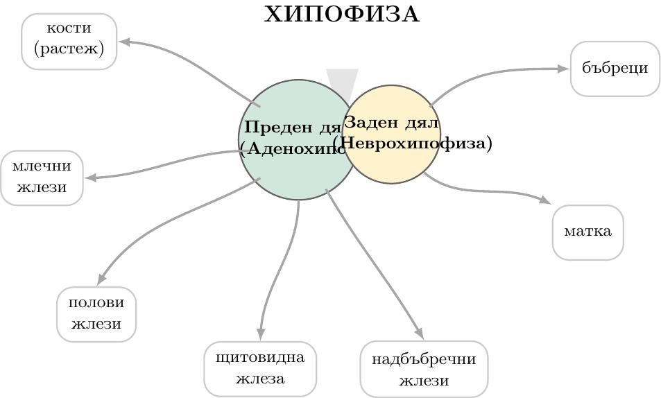 Схема на хормоналното влияние на хипофизата. В центъра е представена хипофизата, разделена на два основни, съседни лоба: ляв лоб, етикетиран като „Преден дял (Аденохипофиза)“, и десен лоб, етикетиран като „Заден дял (Неврохипофиза)“. Около тези централни лобове са разположени целеви органи и жлези. От „Преден дял (Аденохипофиза)“ излизат пет стрелки, насочени към: „кости (растеж)“, „полови жлези“, „щитовидна жлеза“, „надбъбречни жлези“ и „млечни жлези“. От „Заден дял (Неврохипофиза)“ излизат две стрелки, насочени към: „матка“ и „бъбреци“. Всички стрелки показват посоката на регулаторното въздействие.